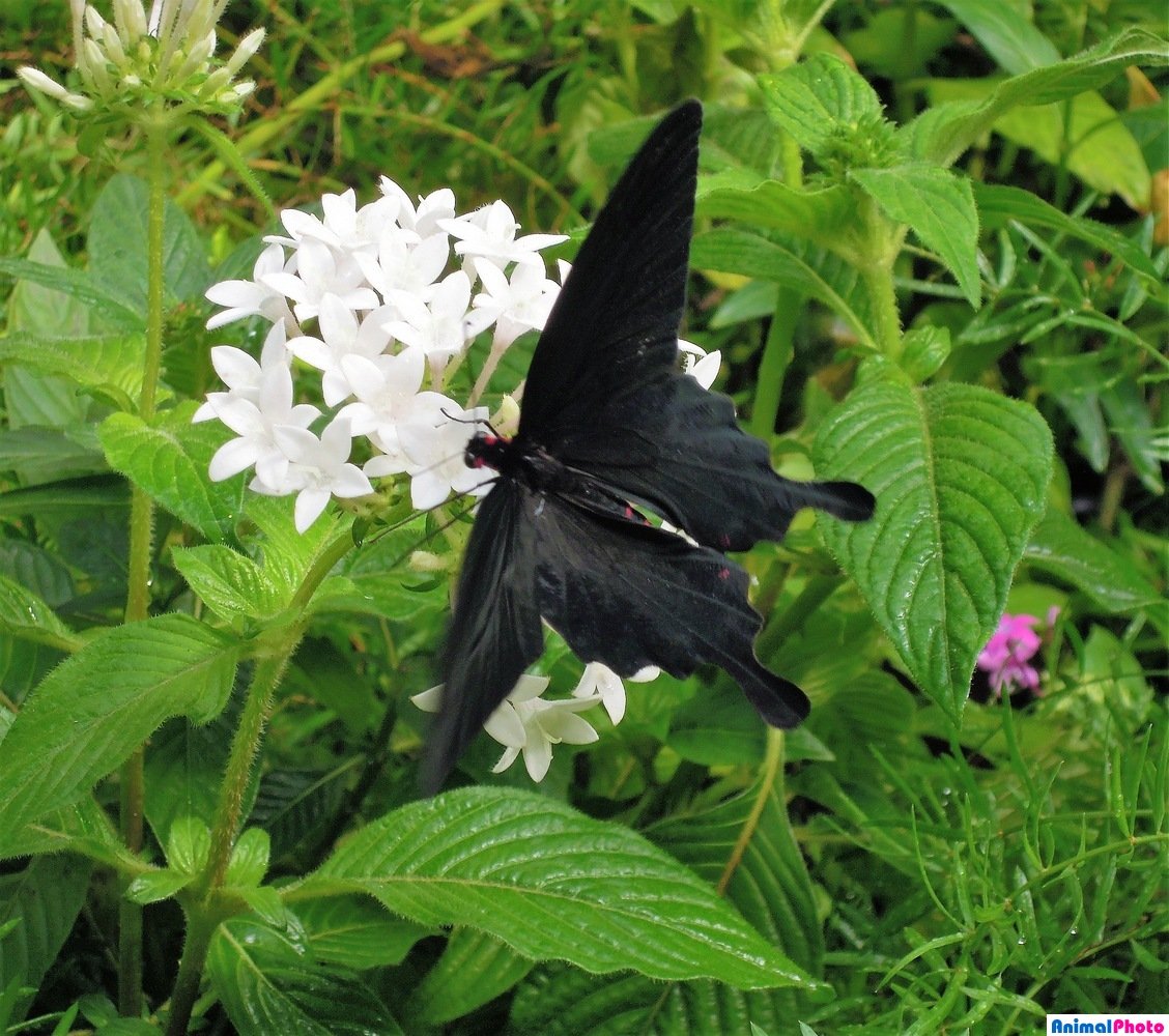 Бабочка Урания Мадагаскарская