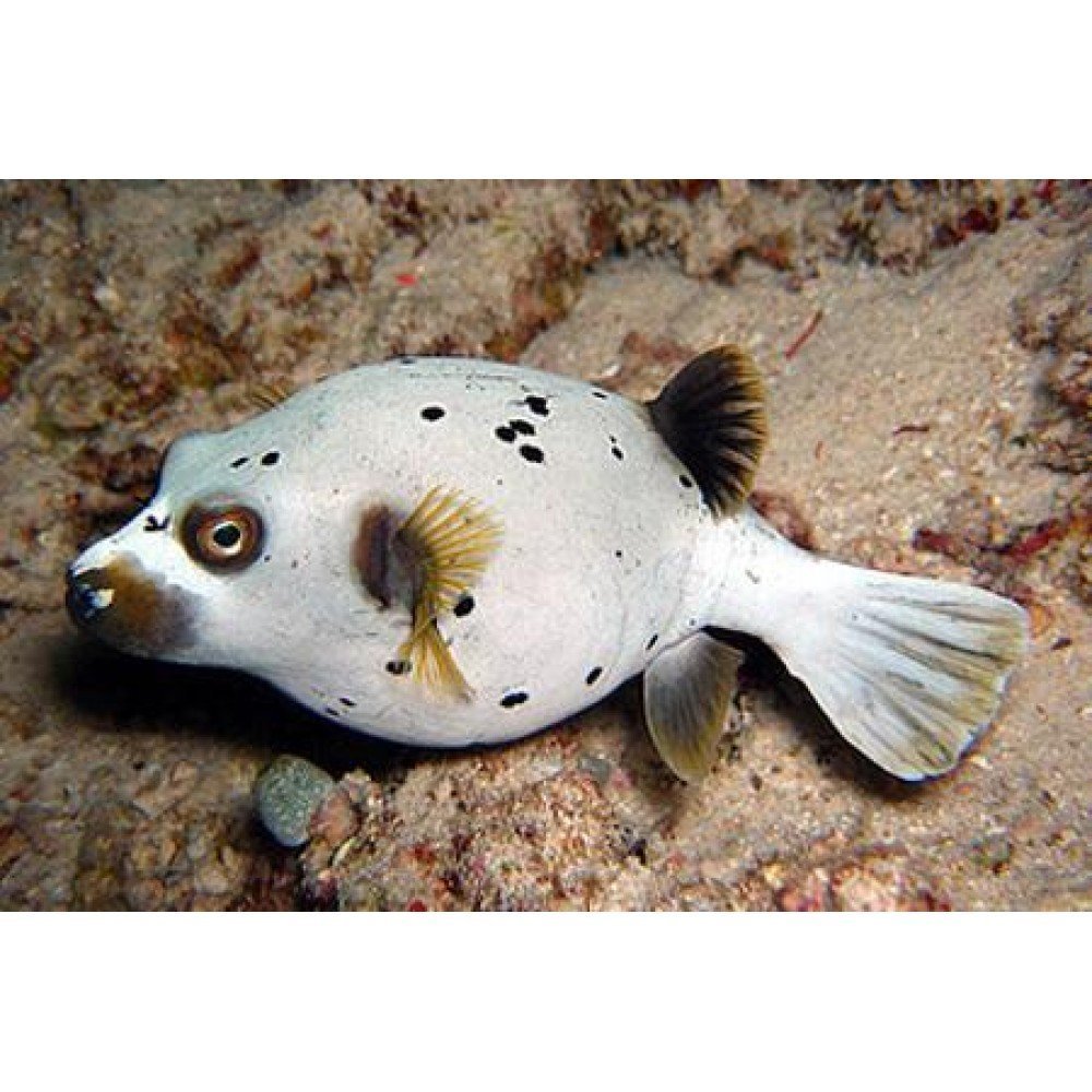 Ядовитая собака-рыба