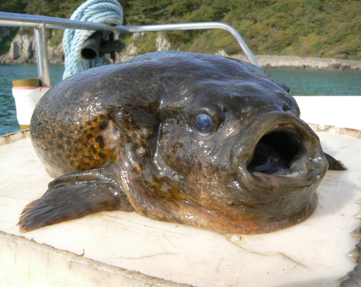 Угревидная зубатка