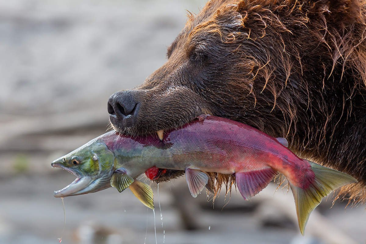 Гримпотевтис (осьминог Дамбо)