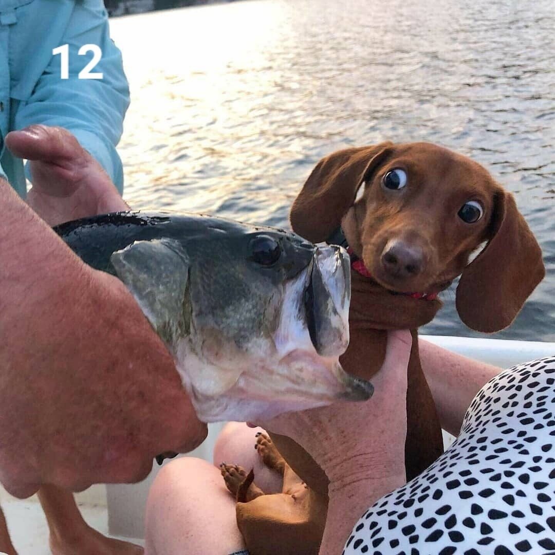 Сахалинская мурена