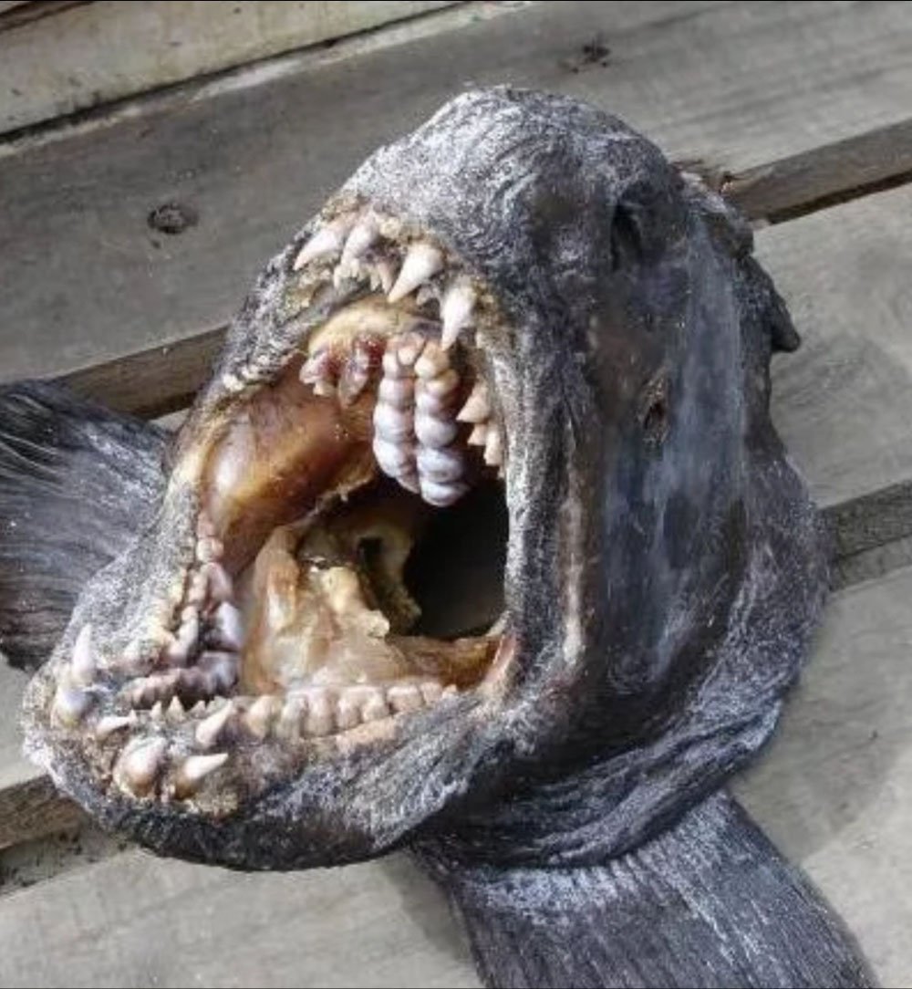 Иглобрюх фугу