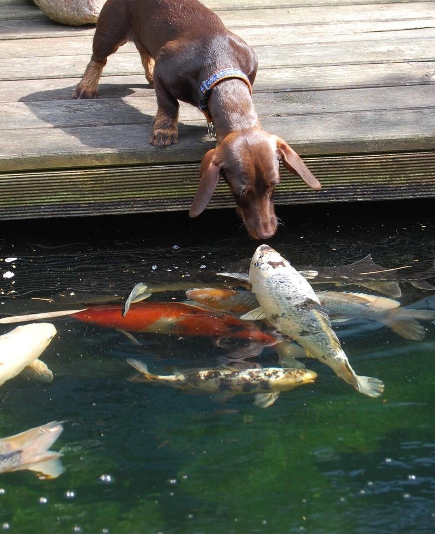 Рыба собака Охотское море