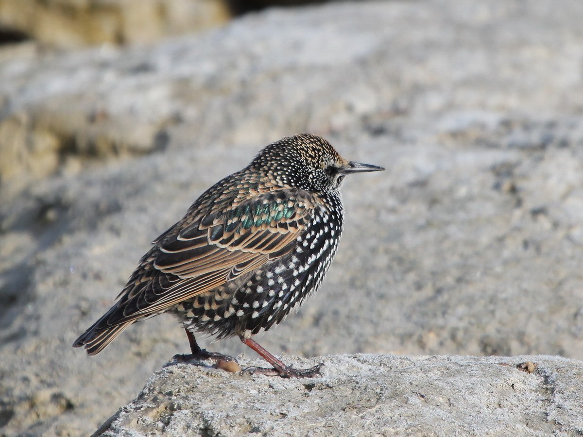 Птица Афганский скворец