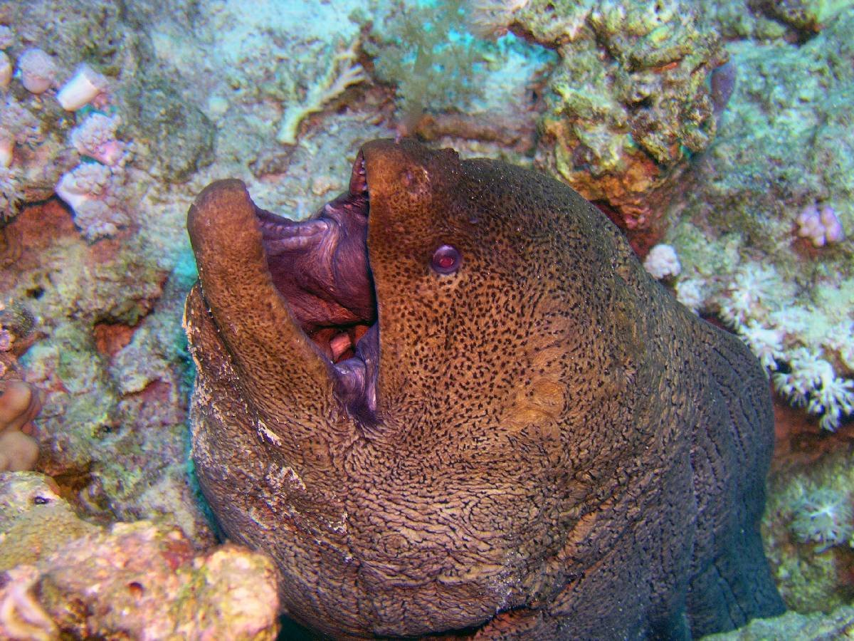 Рыба Баярд красное море