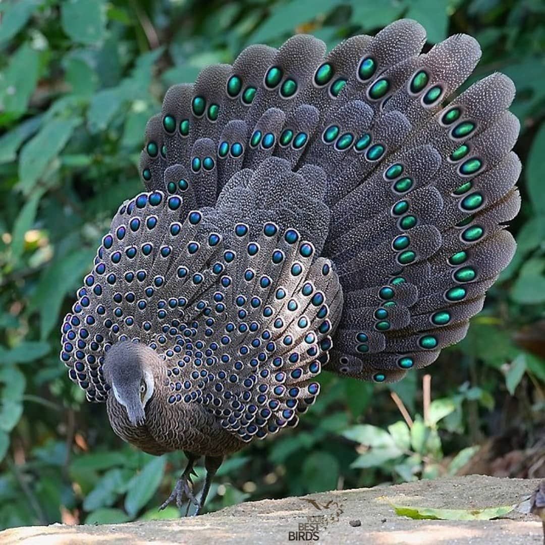 Павлиний фазан Аргус