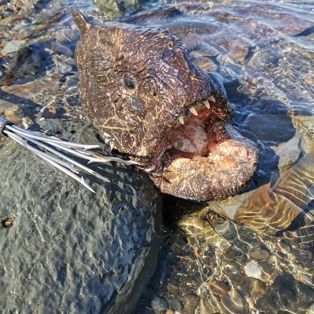 Смешная рыба фугу