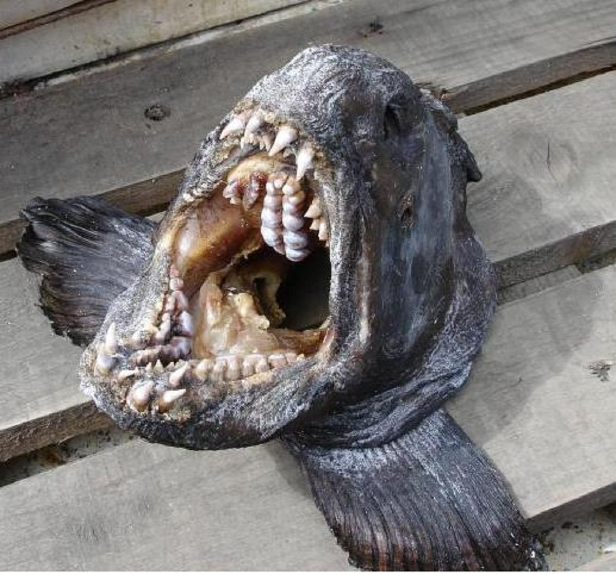 Аквариумные рыбки Скалозуба