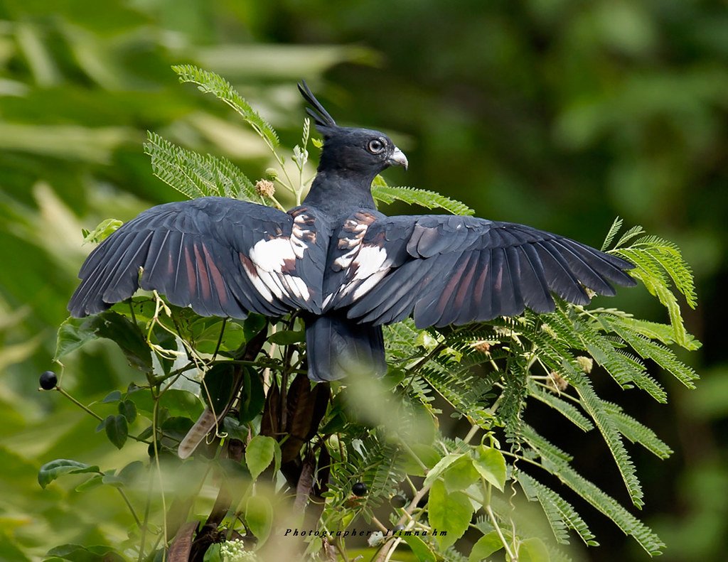 Черная база птица