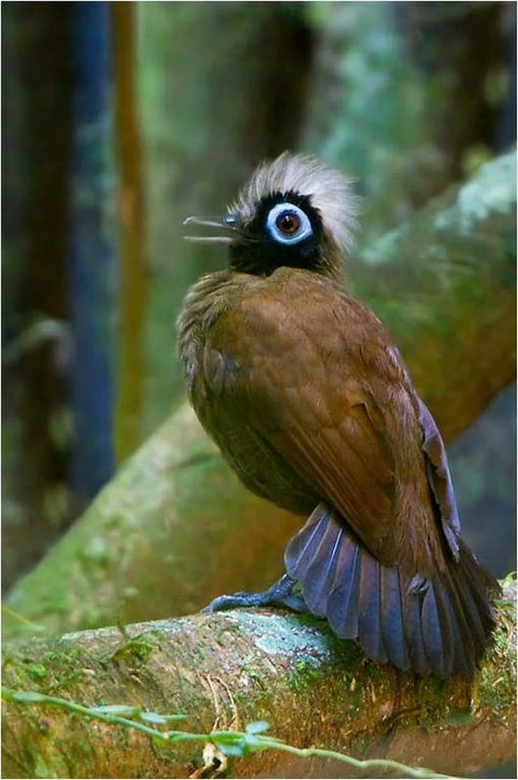 Крупmatorhina melanosticta