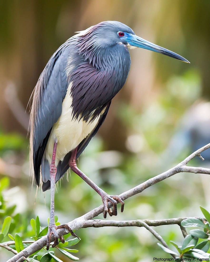 Галман птица