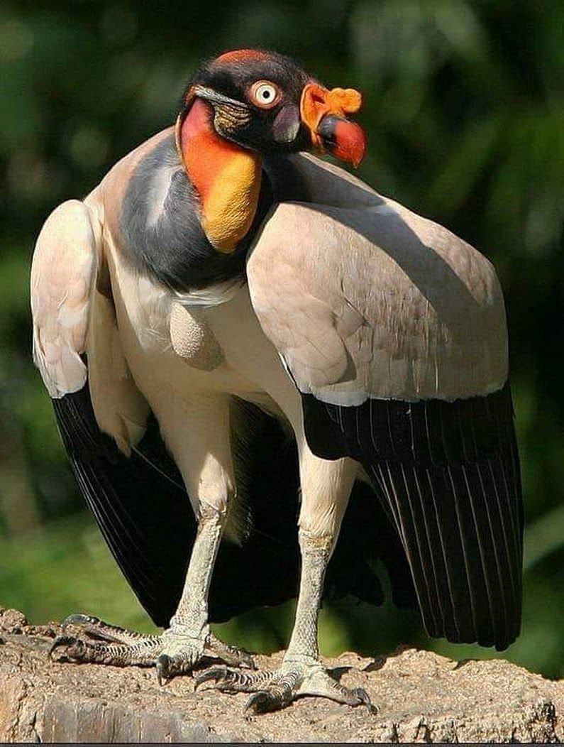 Королевский Кондор