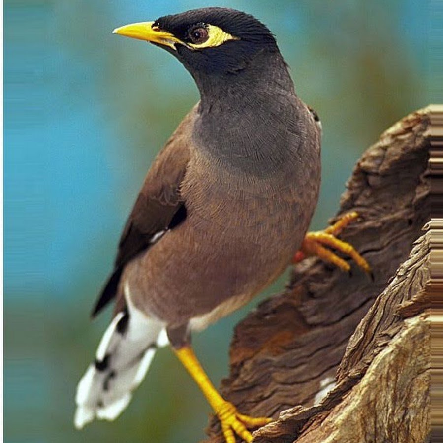 Майна обыкновенная (common Myna).