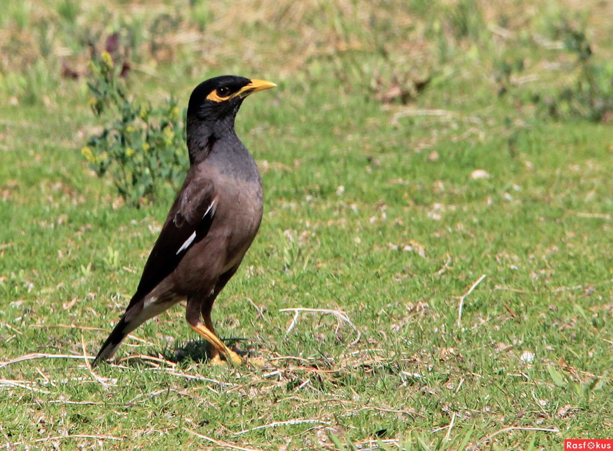 Афганский скворец майна