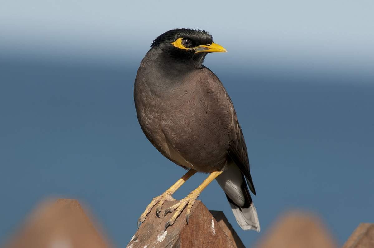 Майна обыкновенная (common Myna).