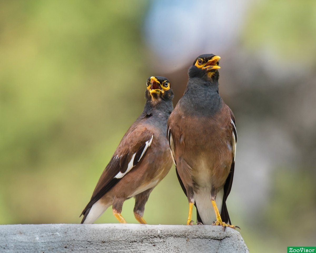 Птица Афганский скворец
