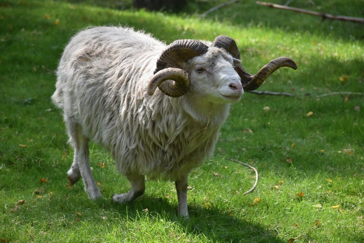 Algerian баран