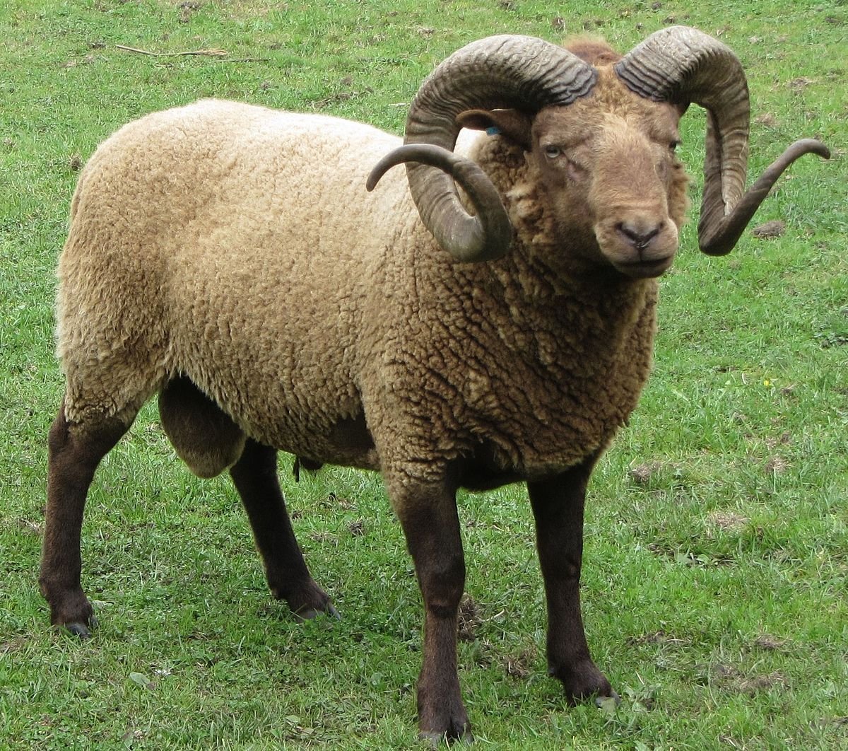 Manx Loaghtan