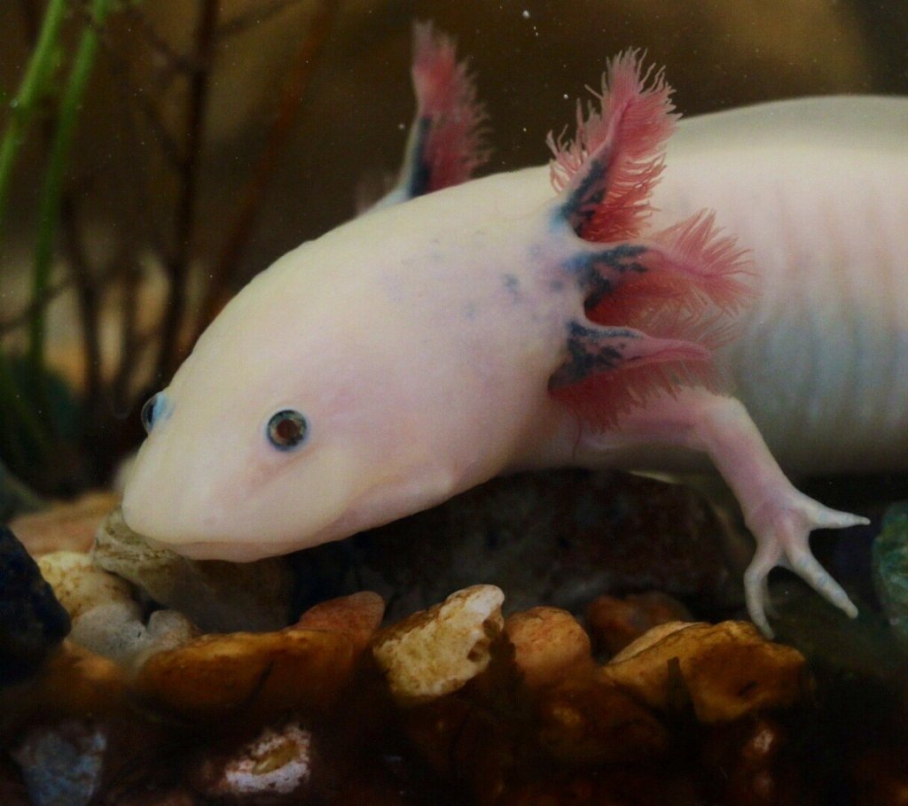 Мексиканская саламандра аксолотль прозрачный светящийся