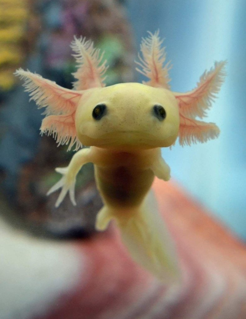 Тритон аквариумный аксолотль