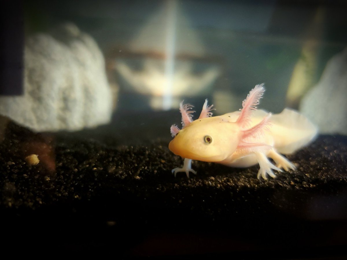 Аксолотль агатовый дракон