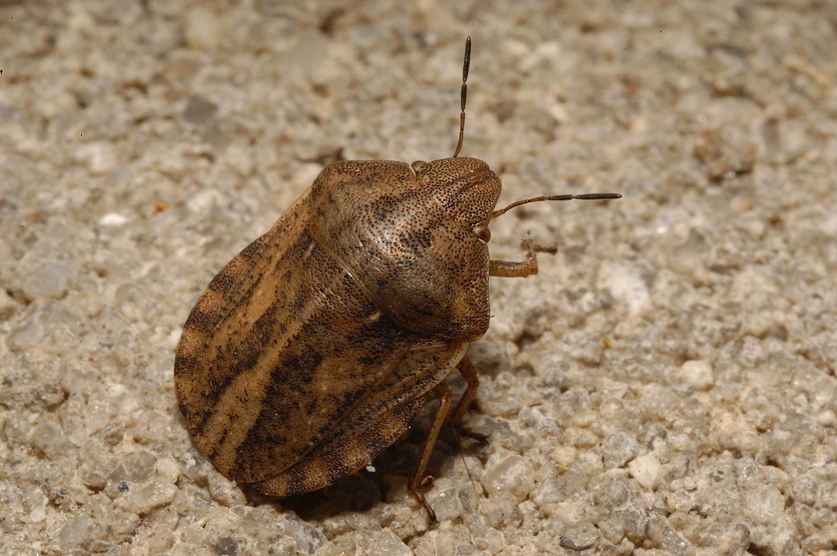 Щитник Peribalus strictus