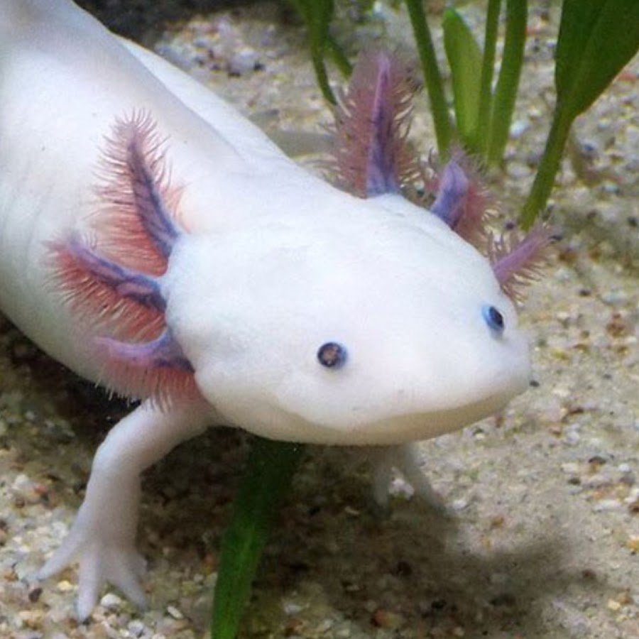 Чем кормить аксолотля