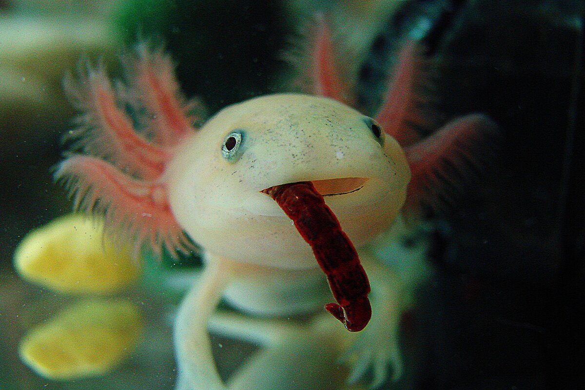 Аксолотль белый