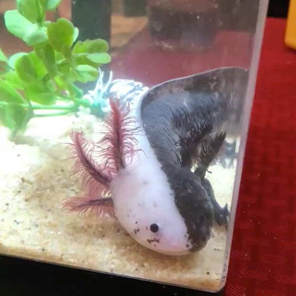 Аквариумная рыбка дракон аксолотль