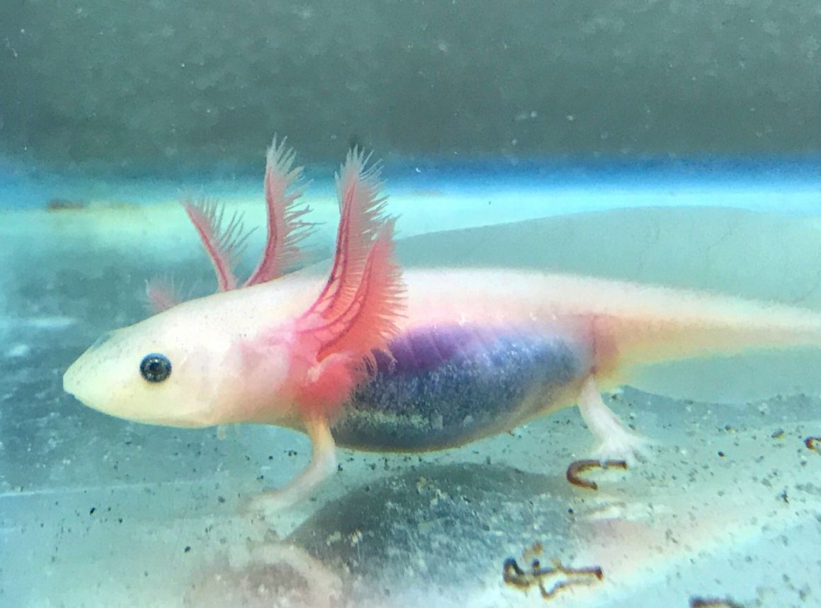 Аксолотль бэби