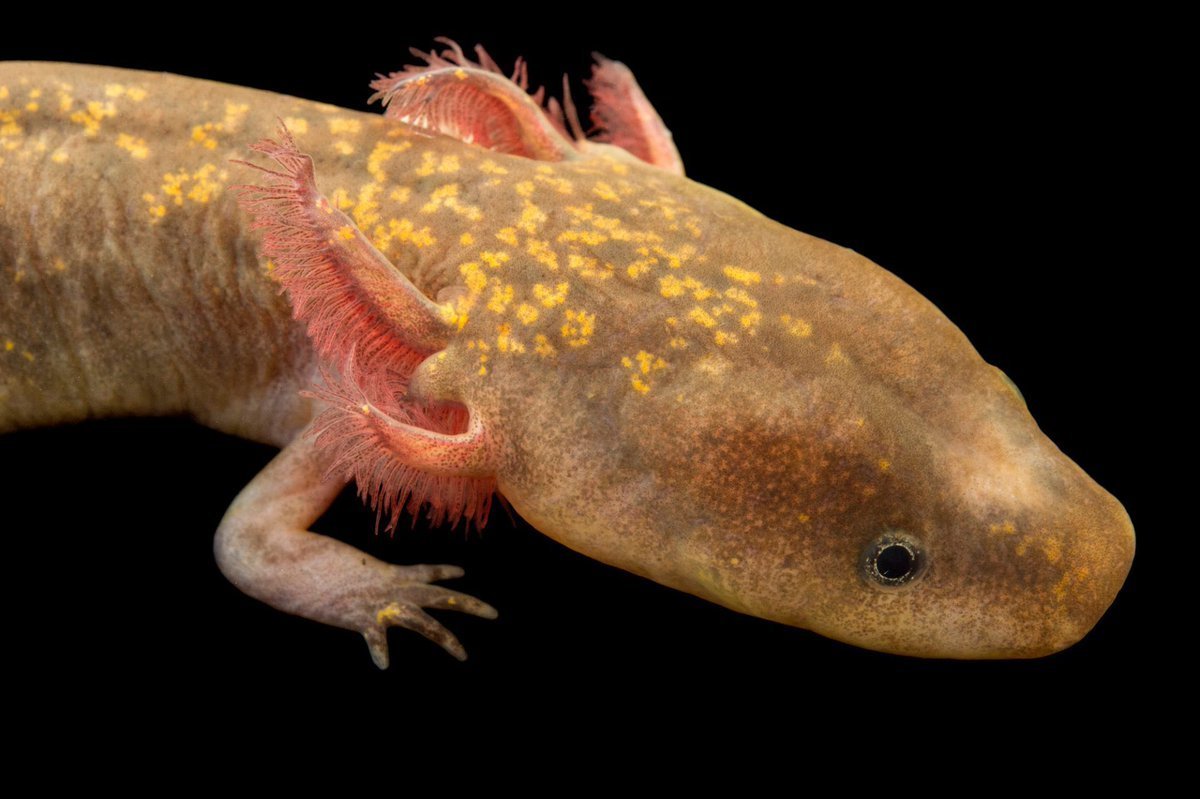 Пещерная саламандра Протей