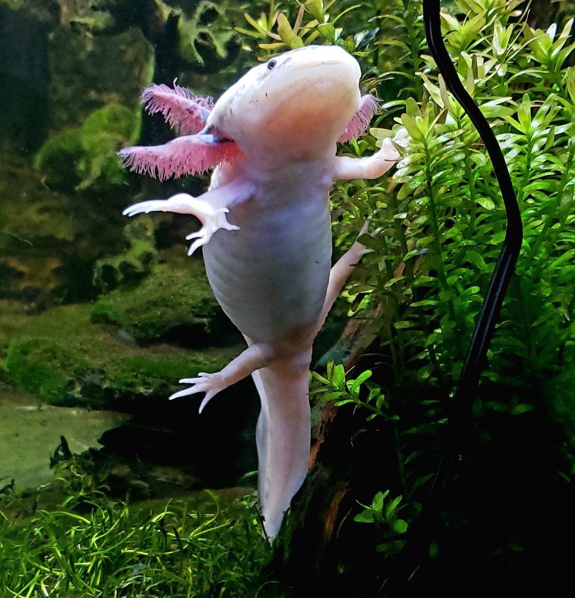 Аксолотль среда обитания