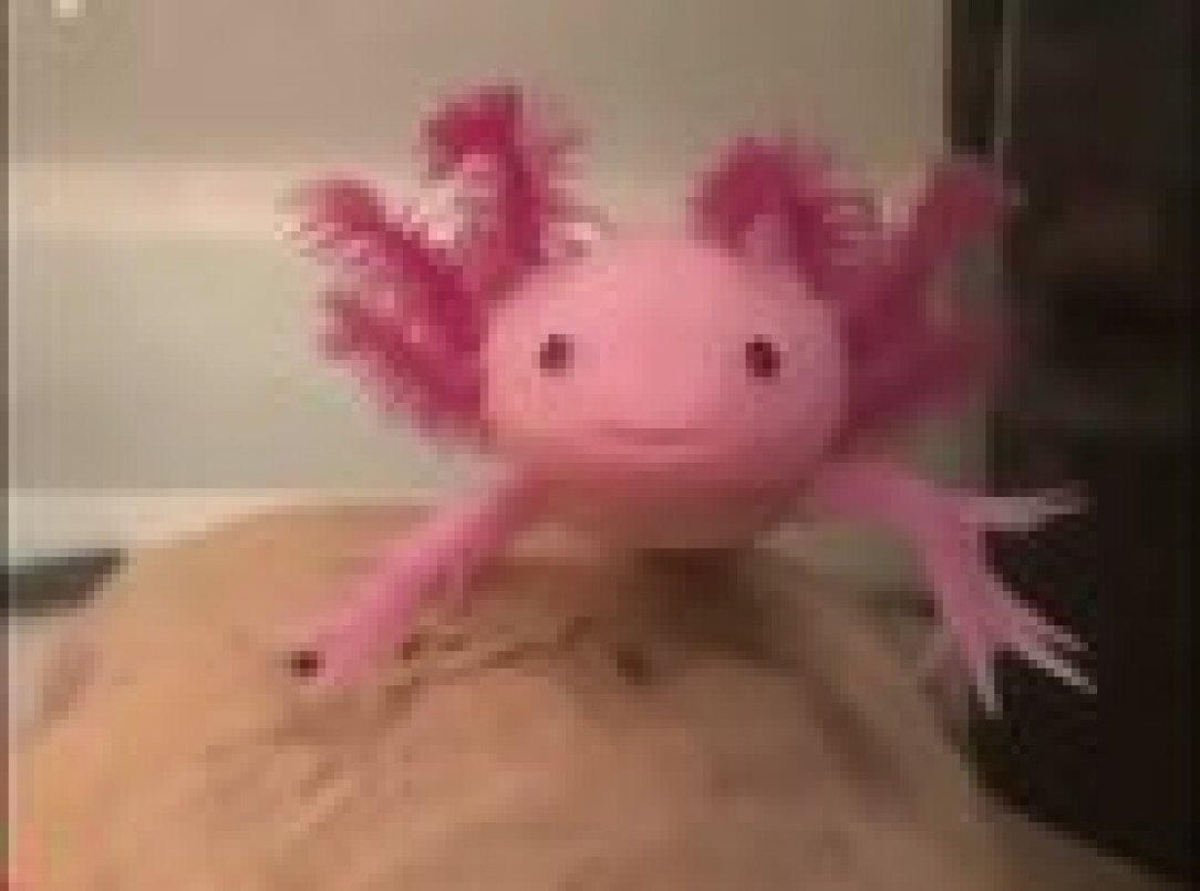 Аксолотль гифка