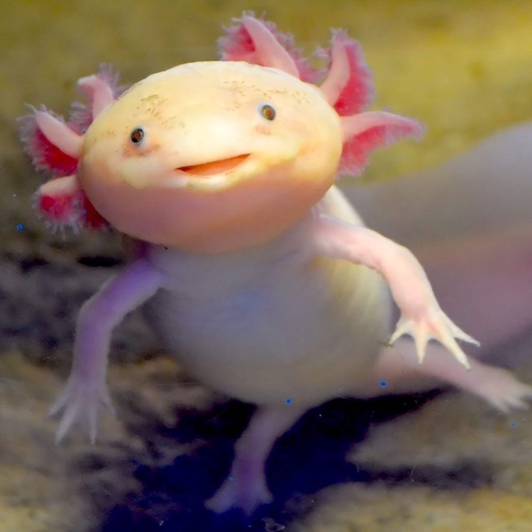 Кигуруми аксолотль