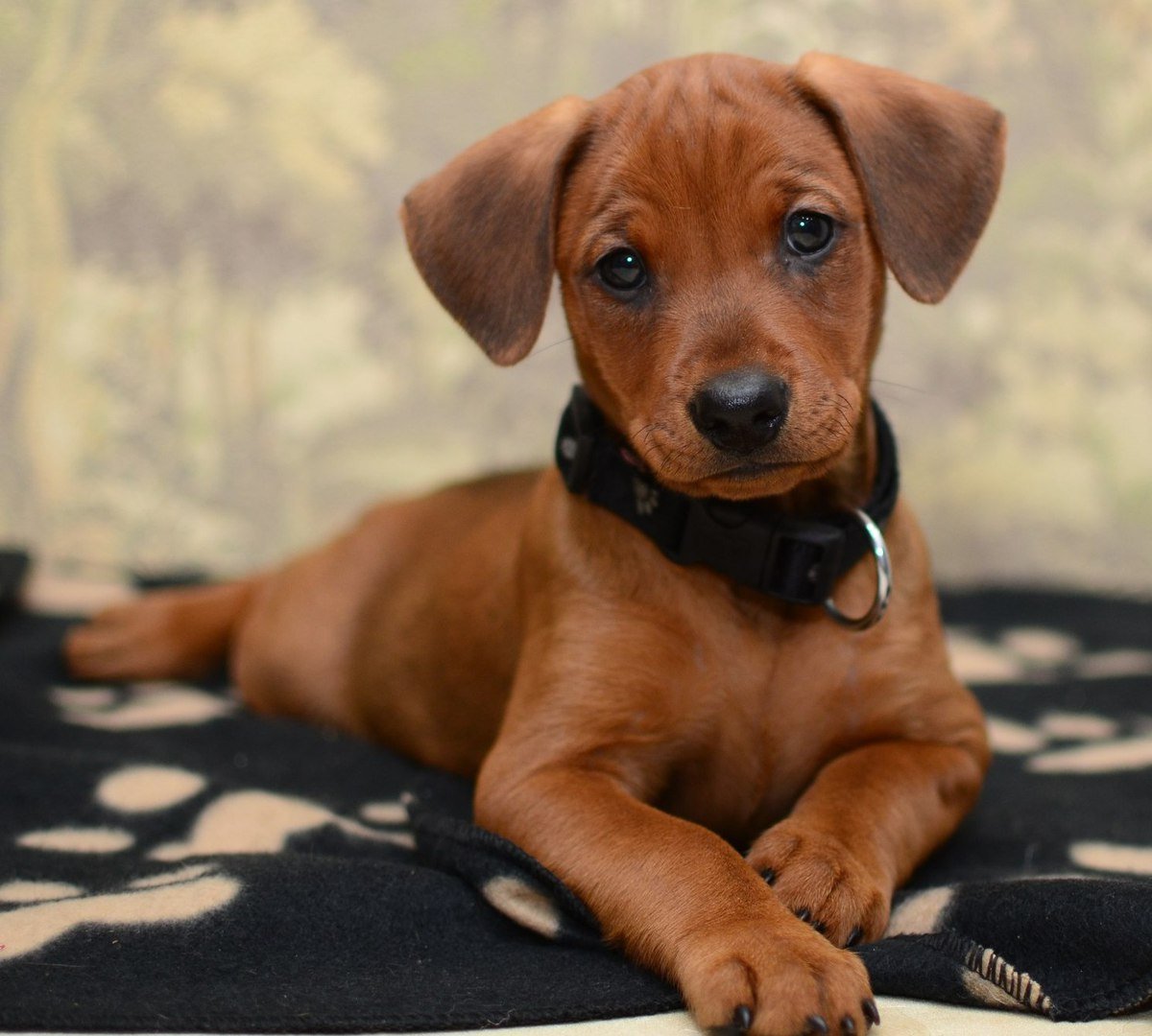 Бигль порода Бигль