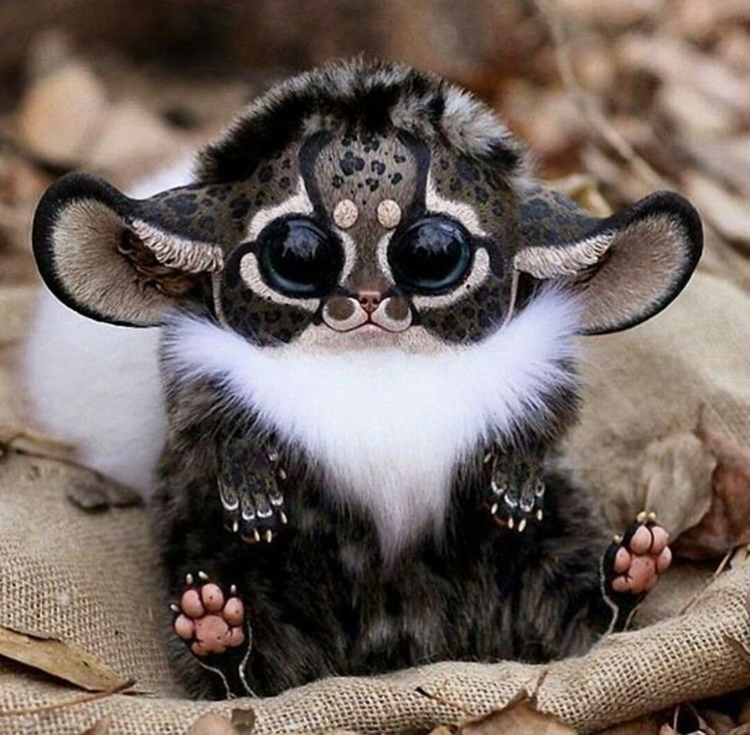 Мадагаскарский глазоух