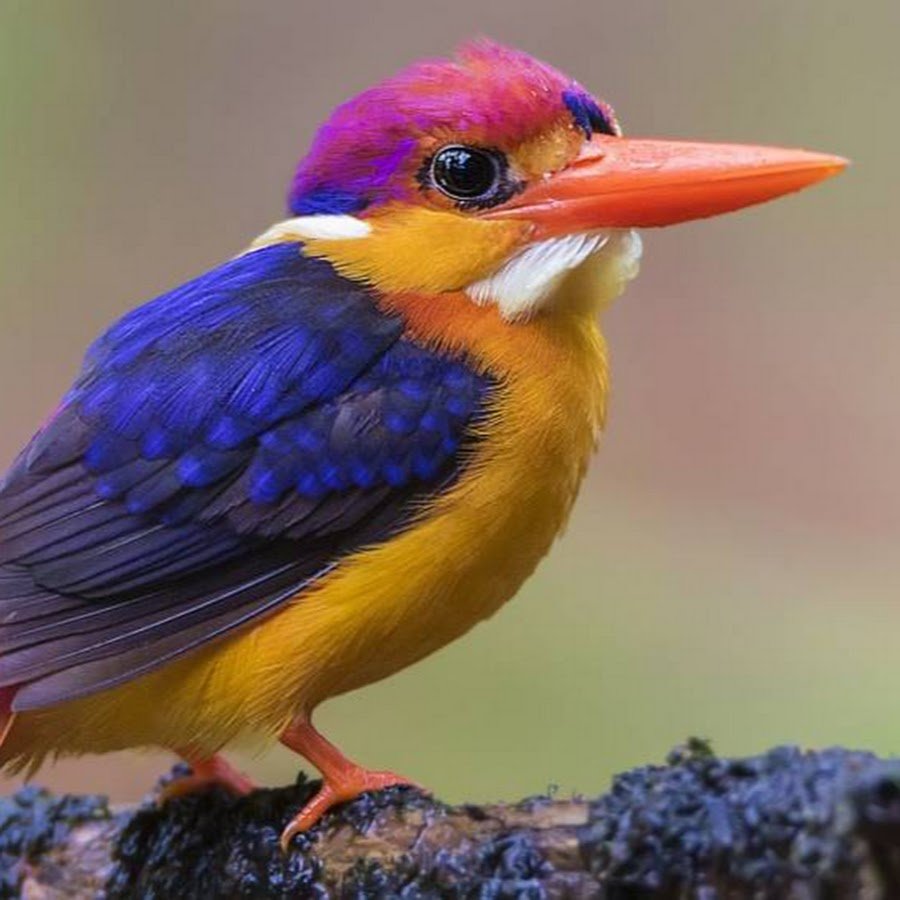 Золотистая щурка 1920