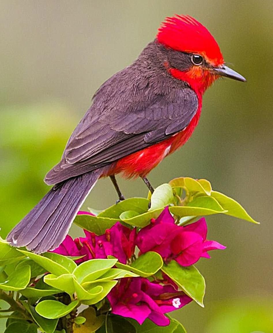 Красивые птицы