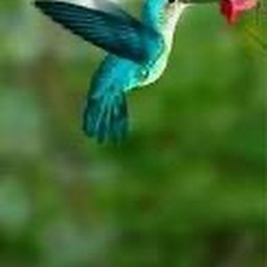 Воробьиные нектарница