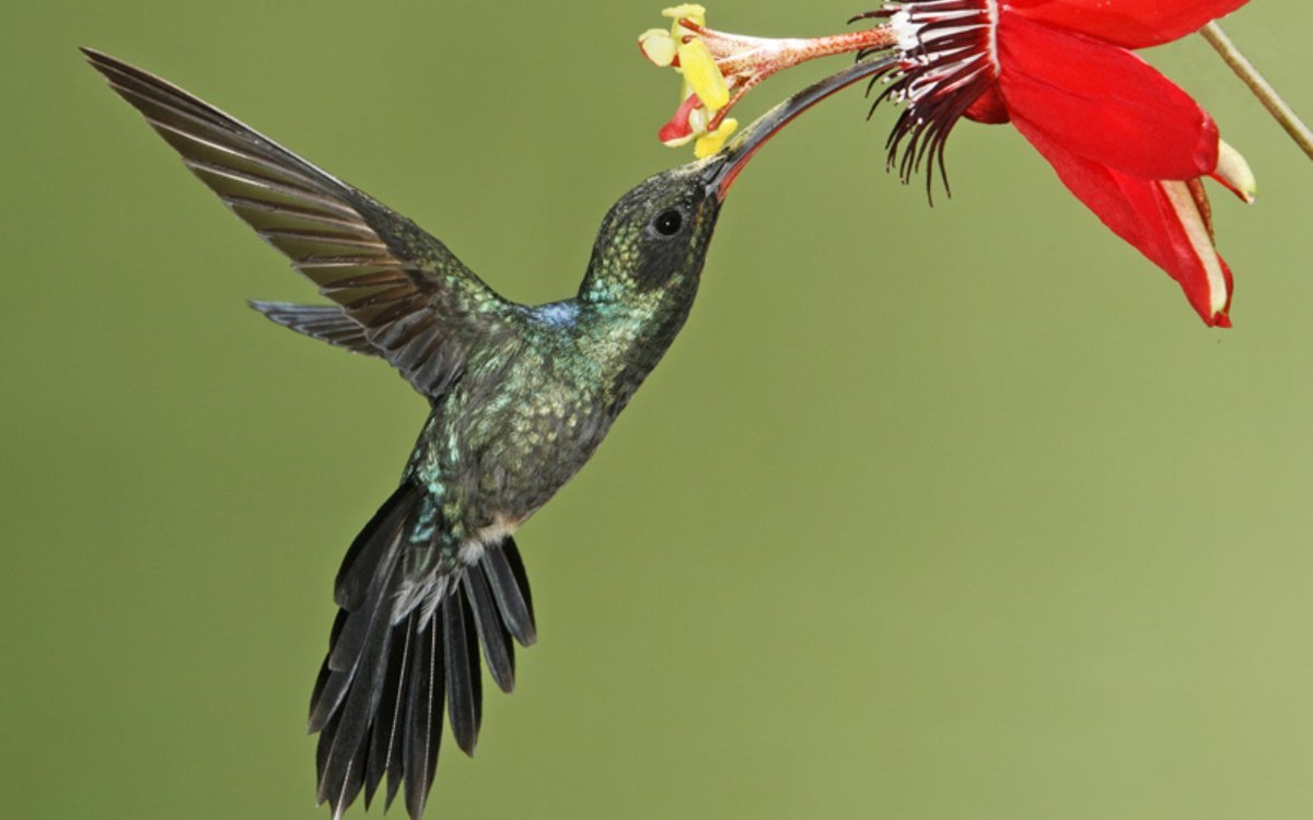 Ракетохвостый Колибри