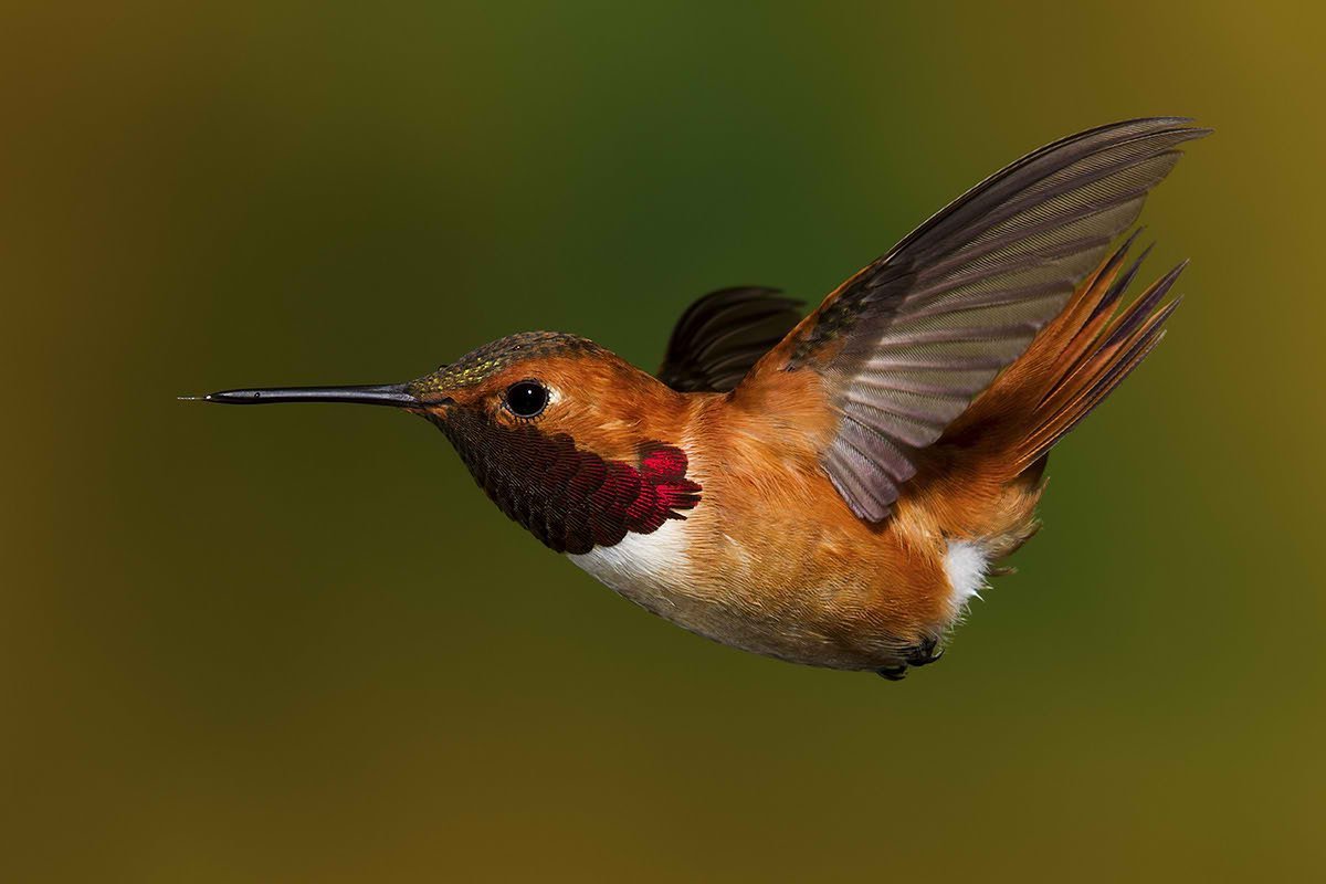 Краснохвостый Колибри