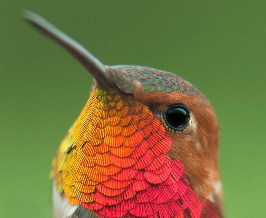 Восточный карликовый Зимородок