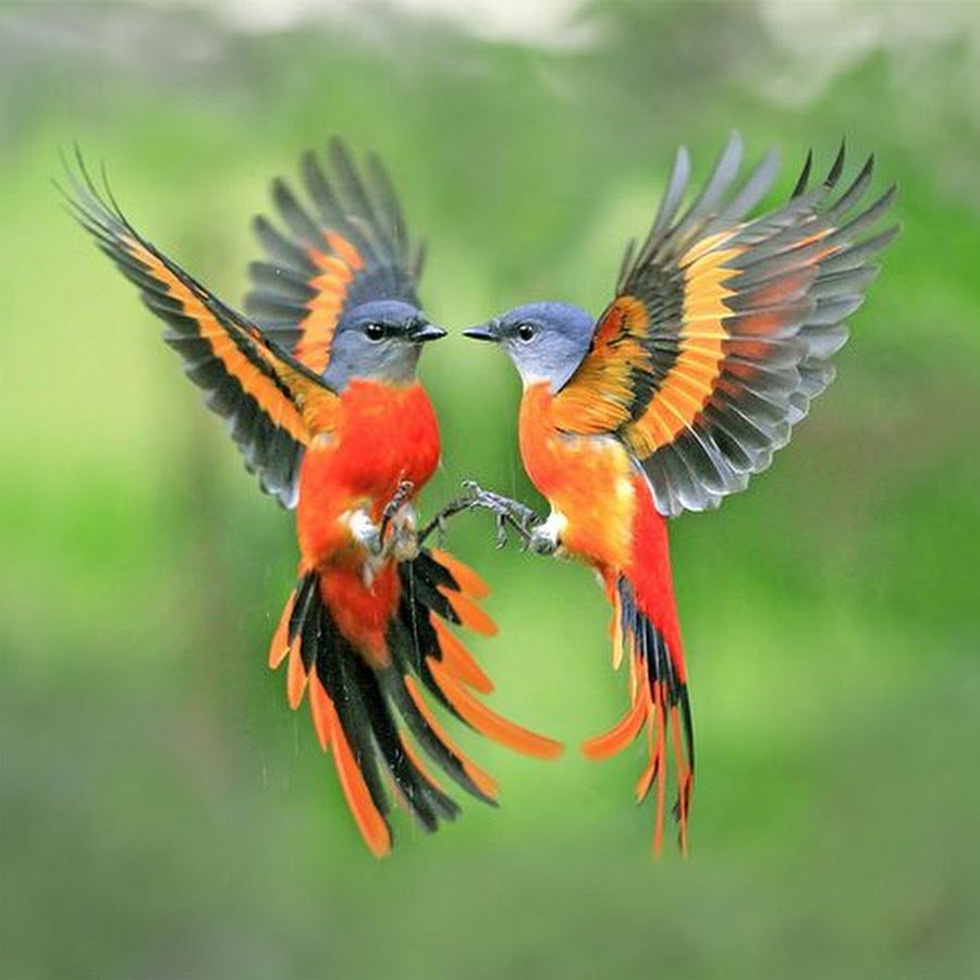 Рубиногорлая Колибри