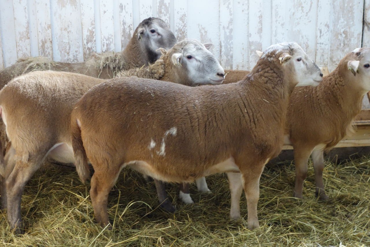 Куплю овец ягнят. Катумская порода овец. Породы Баранов Катумские. Рамбулье порода овец. Катадин порода овец.