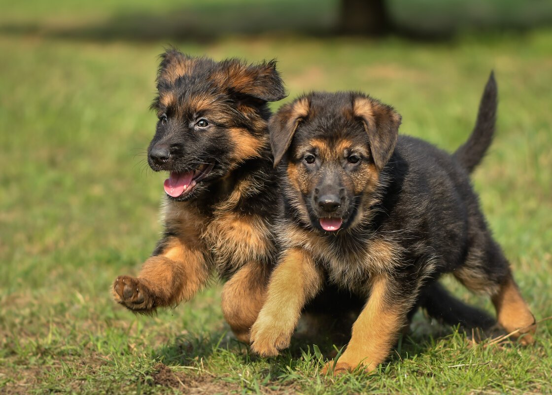 Волкодав овчарка Восточно европейская