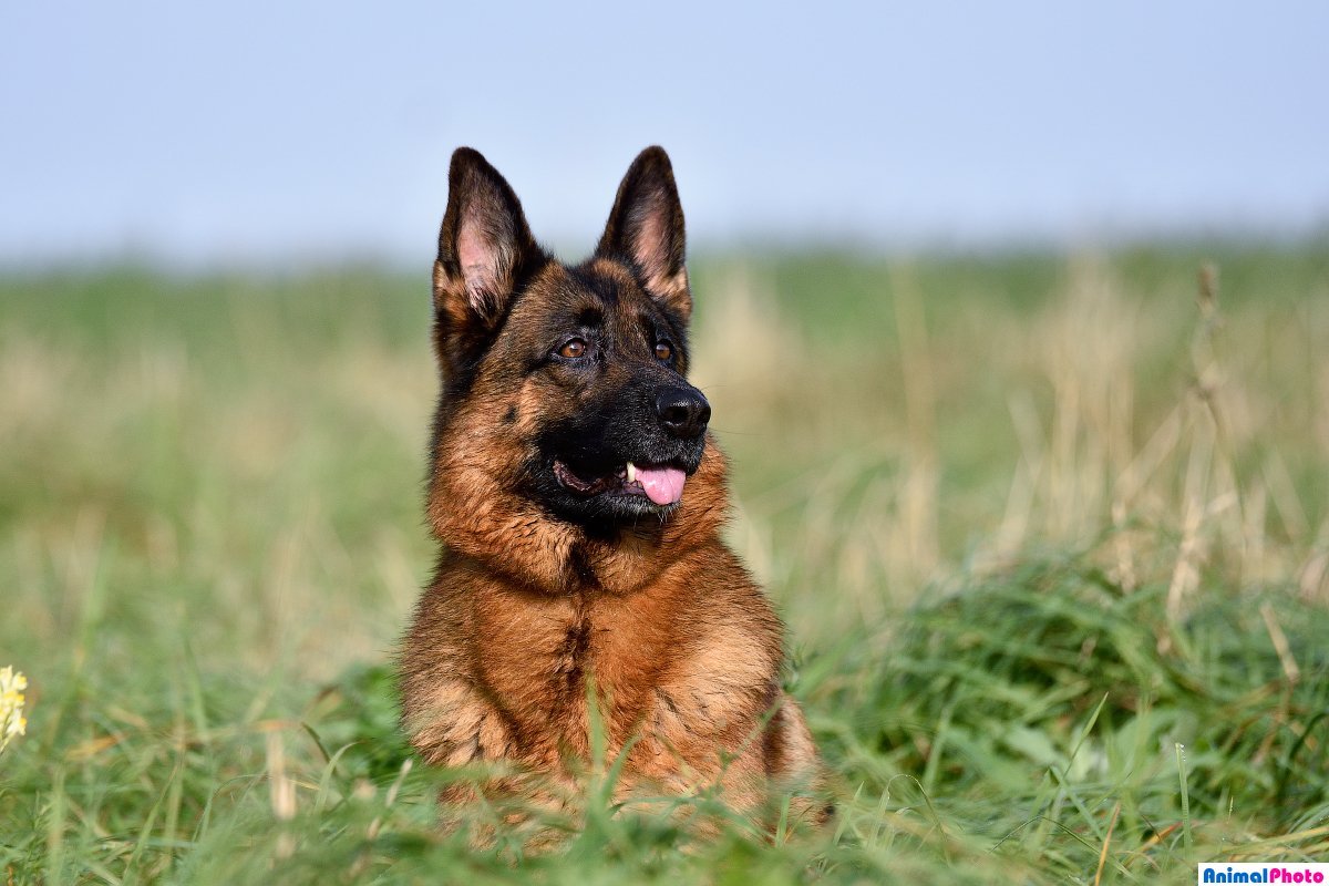 Немецкая овчарка щенки к9
