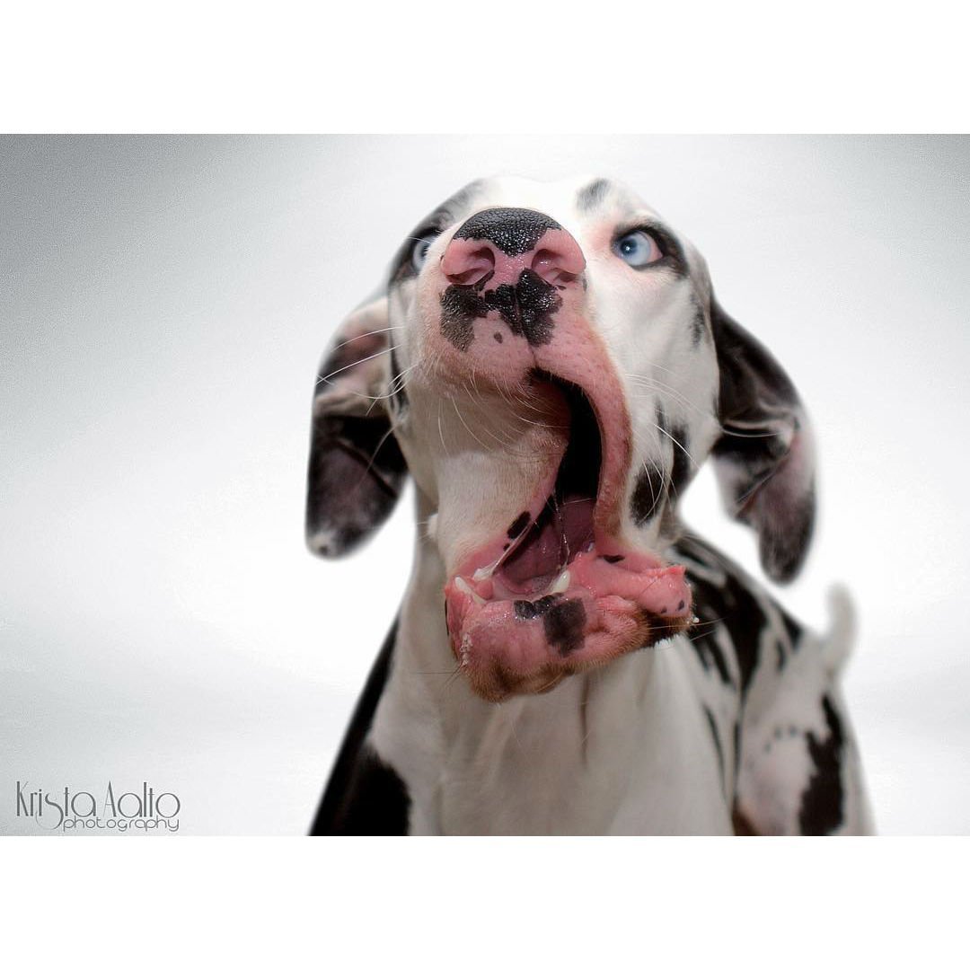 Смешные собаки