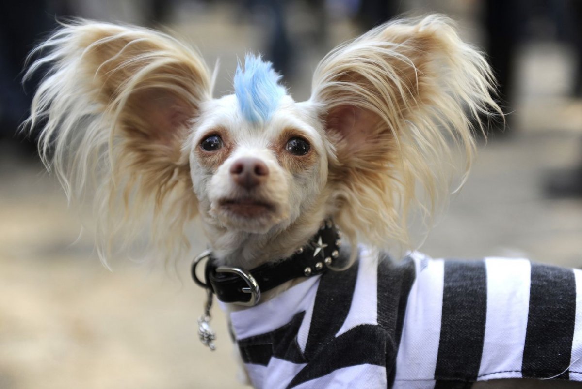 Голландская овчарка Квазимодо