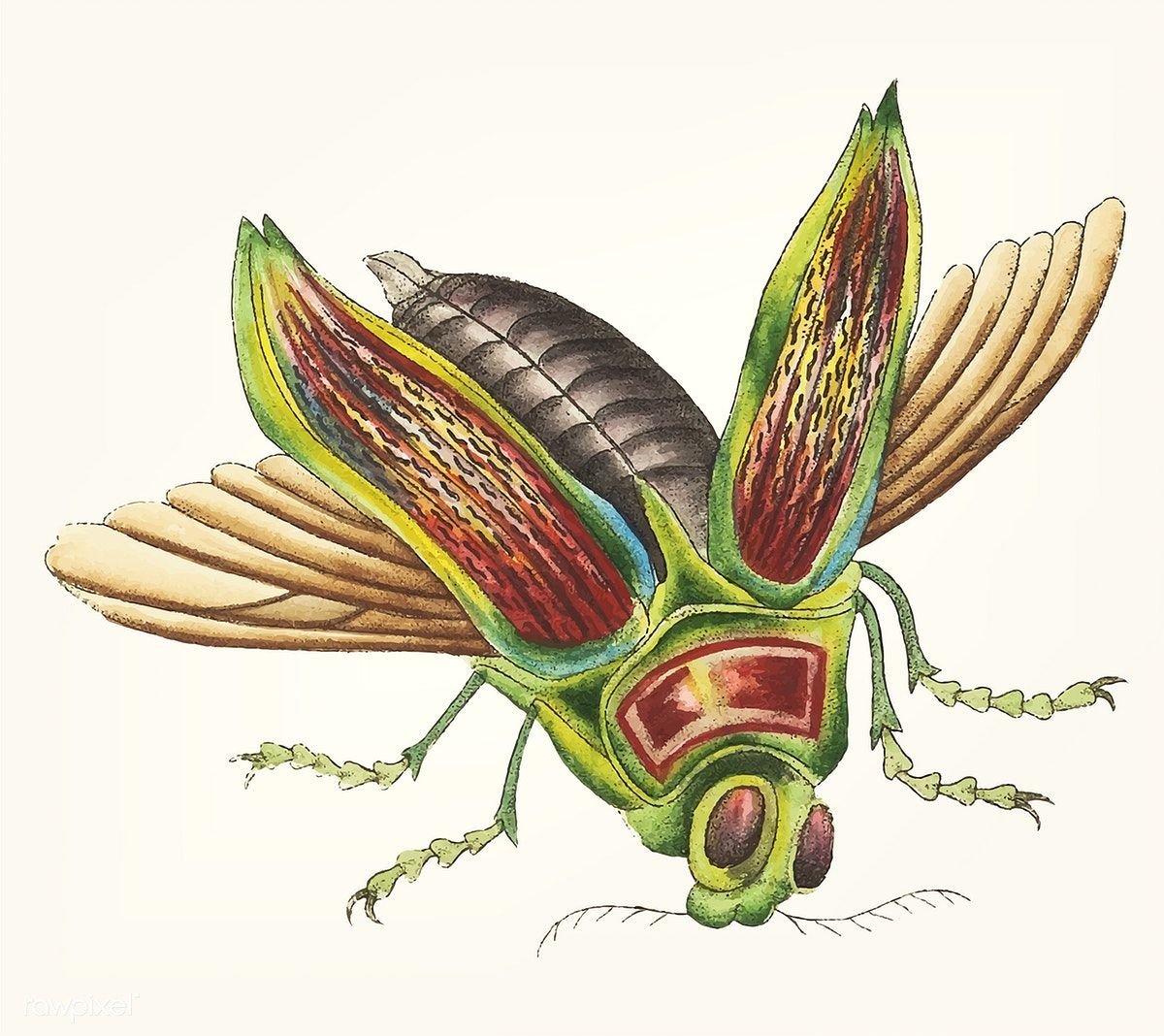 Кузнечик арт