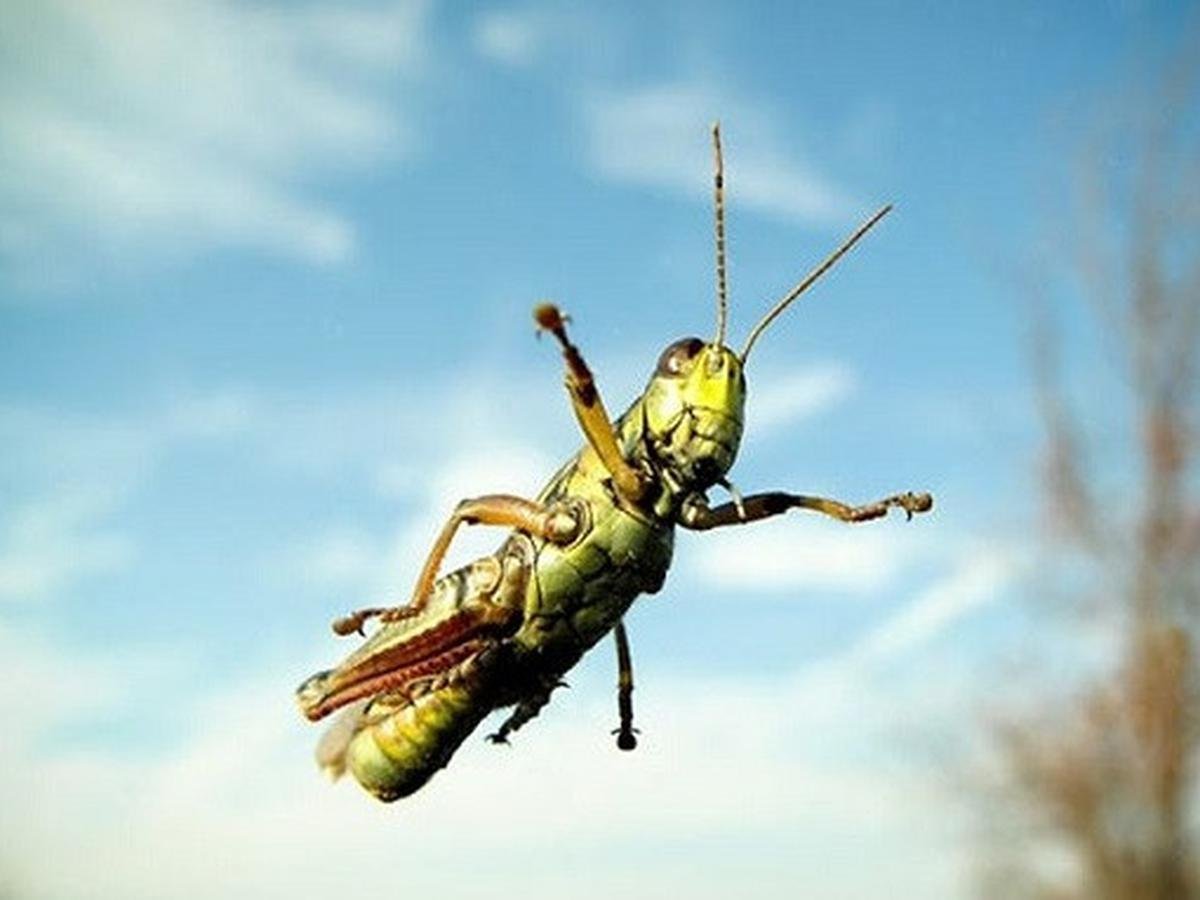 Кузнечик для прыжков